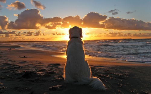 sunset日落