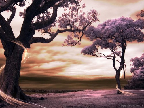  The Memory Of Trees 树的回忆