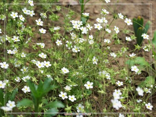 风将记忆吹成花瓣