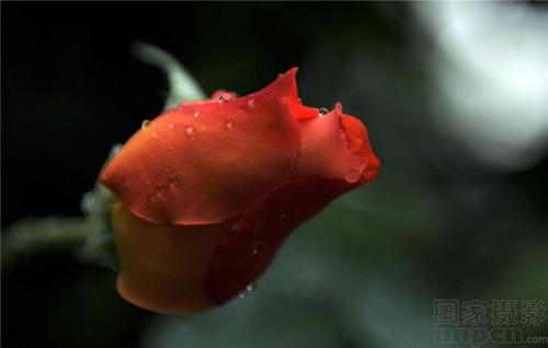 Dream of Spring