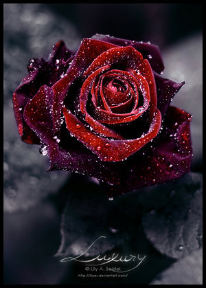 Red Rose