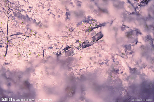 樱 - Cherry Blossoms