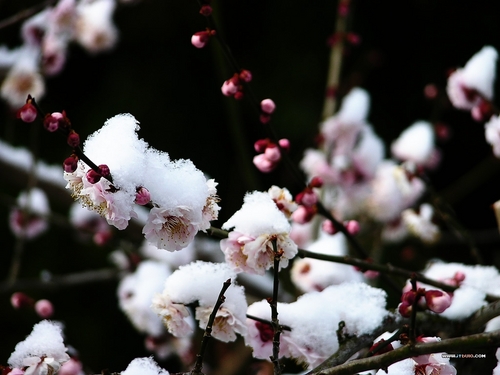 梅花雪