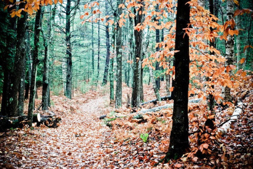 A Walk In The Forest