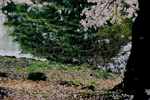 桜(河口恭吾)