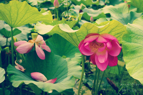 夏雨风荷 Lotus In The Summer Rain & Wind