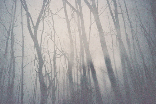 Spirits Of The Forest