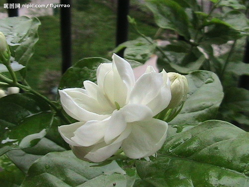 03. Jasmine Flower（茉莉花）