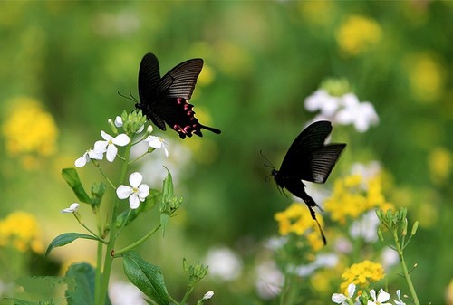 Connie's butterfly 可尼的蝴蝶.（钢琴版）