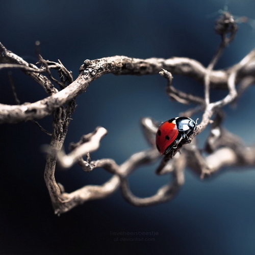 lady bird