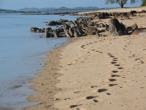 footprints in the sand