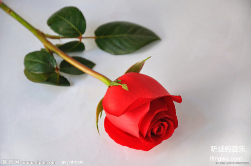 《如诗如画小提琴 琴声无边》1朵玫瑰表示:我的世界只有你值得我爱.