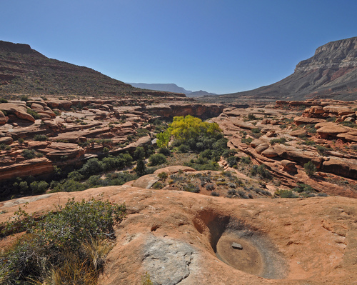 Kaibab Forest