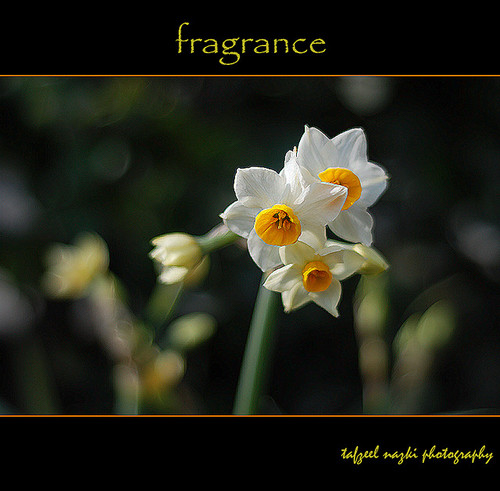 馨 FRAGRANCE