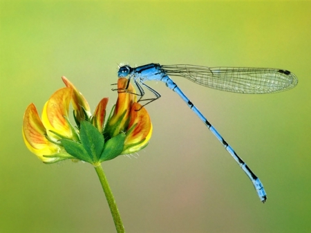 Dragonfly