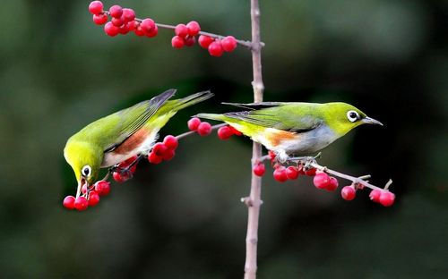 The Couple Birds