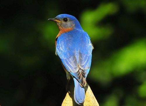 Bluebird