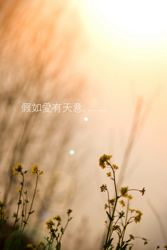 愈爱愈多 More Than Love 