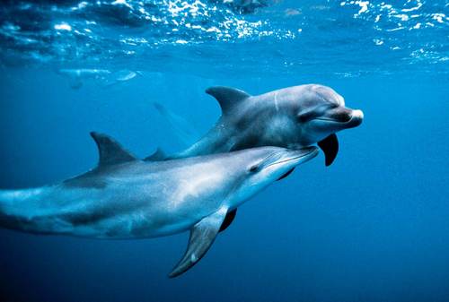 Ocean Dreaming