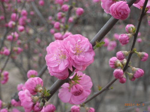 春日鸟语——人面桃花  