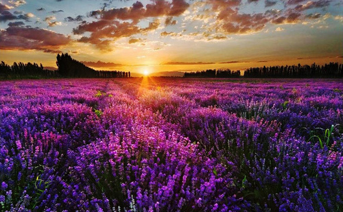 Stillness 