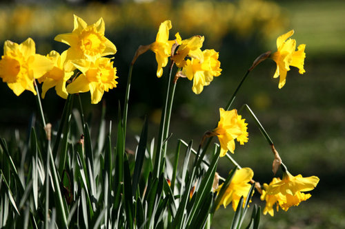Daffodils（黄水仙）