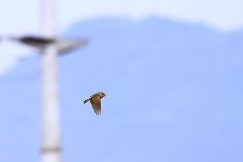 Lark In The Clear Air（澄空云雀）