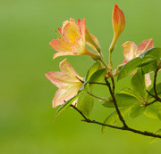 Plaisir D'Amour(爱的喜悦）