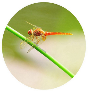 Red Dragonfly (红蜻蜓)	