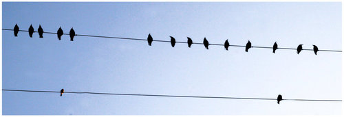 Birds On The Wires