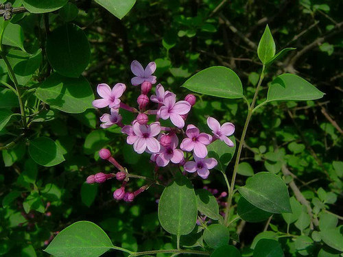 丁香花