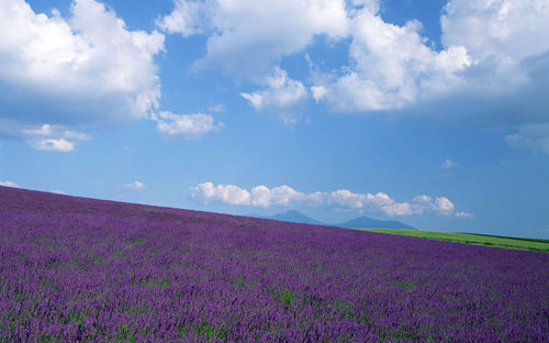 The Lavender