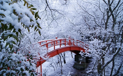 雪桜