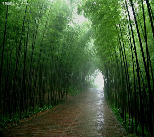 箜篌（湘妃竹）