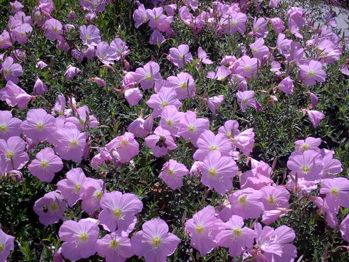 樱草花 Primrose