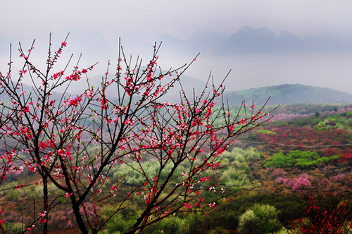 桃花翩跹