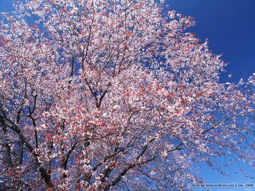 SAKURA（桜）