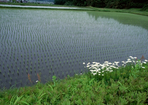 水田行