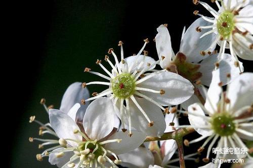 Rosa Rubus