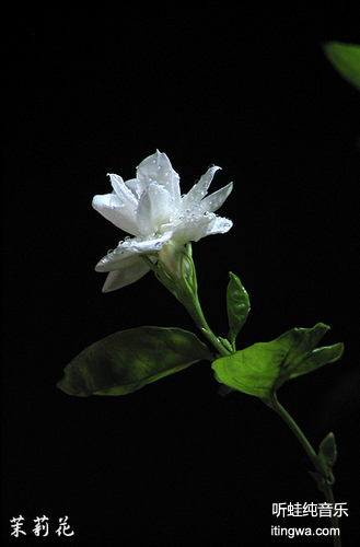 茉莉花（吉他与琵琶）