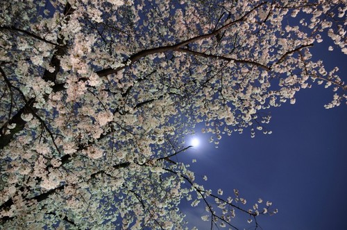 月夜櫻