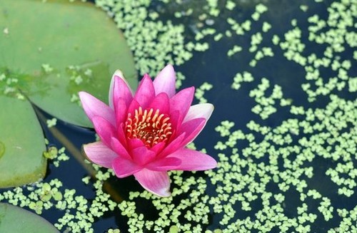 연꽃(蓮)