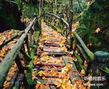 丽蛙河