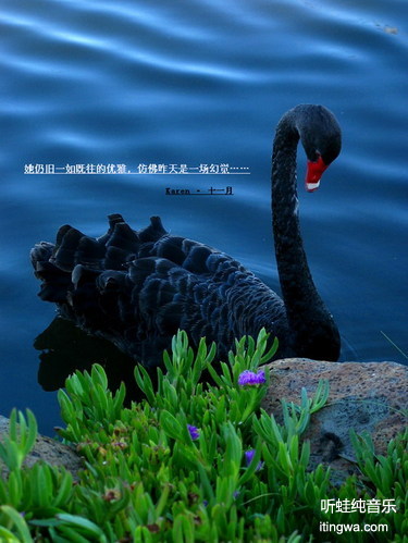 黑天鹅 Black swan
