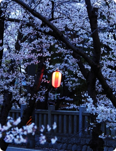 夜桜 ~yozakura~