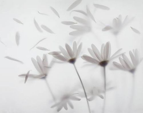 花非花（心灵音乐）