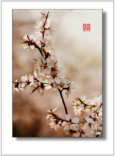 吟唱——花非花