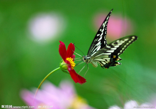 Connie‘s butterfly 