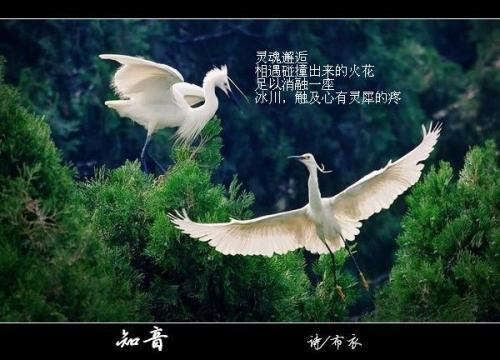	知音