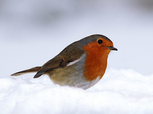 Dear bird.